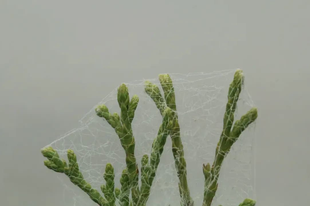 Webnique