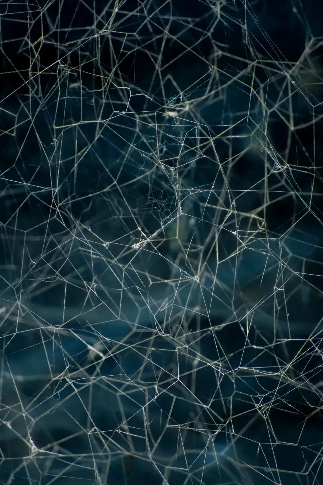 Webnique 1