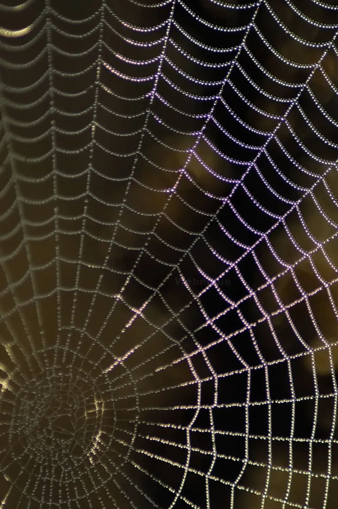 Webnique 13